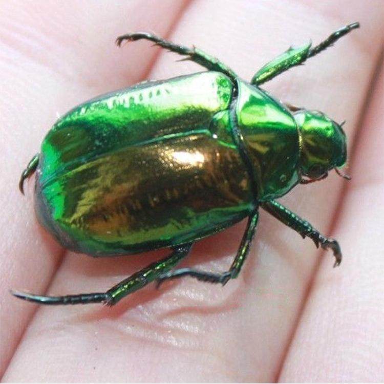 真昆虫甲虫蝴蝶蝉锹甲金龟子蝴蝶蜻蜓展翅原虫标本DIY湿虫未整姿,淘宝优惠券,粉丝福利购,淘宝优惠卷