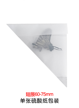 真蝴蝶原蝶升天剑凤蝶未展翅蝴蝶