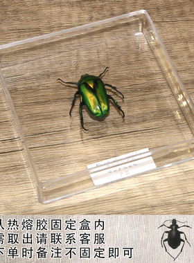 蜻蜓标本摆件学生创意生日礼物