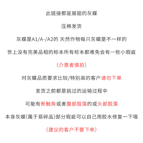 灰蝶标本已展何华灰蝶标本diy手工制作小蝴蝶压棉发货简装 - 图0