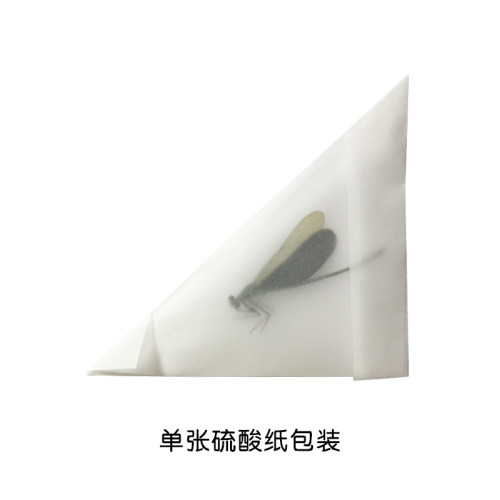 华艳色蟌 蜻蜓 色蟌标本材料 未展翅昆虫 昆虫标本 科普教学收藏 - 图1