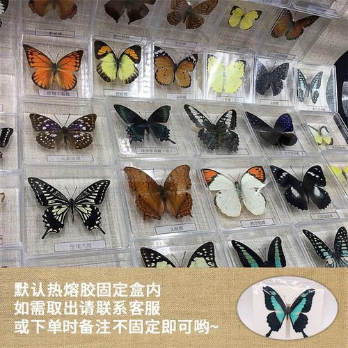蝴蝶标本摆件手工昆虫标本装饰品学生创意生日礼物展翅真蝴蝶标本 - 图0