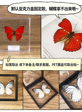 真蝴蝶标本摆件甲虫摆件科普教学
