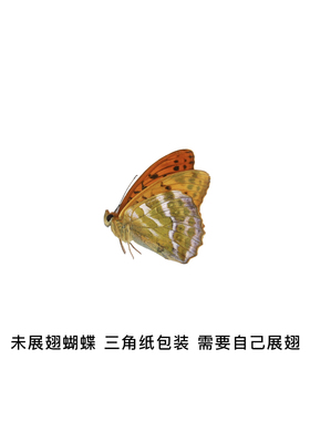 真蝴蝶原蝶绿豹蛱蝶未展翅标本