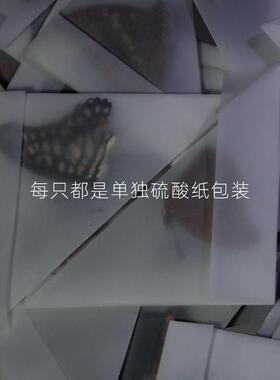 未展翅原蝶三角袋包装手工原材料
