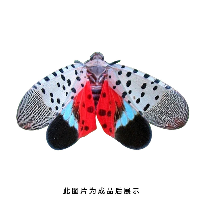 真昆虫甲虫蝴蝶蝉锹甲金龟子蝴蝶蜻蜓展翅原虫标本DIY湿虫未整姿,淘宝优惠券,粉丝福利购,淘宝优惠卷