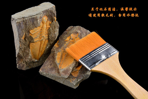 天然古生物化石标本三叶虫正负模王冠虫科普教学摆件原石水晶石头 - 图0