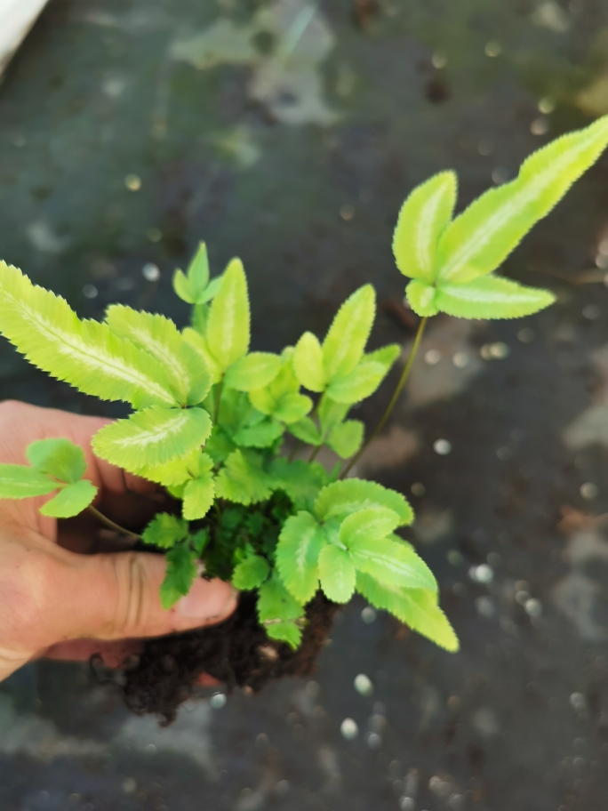 傅氏蕨苗狼尾蕨苗银线蕨苗微景观雨林植物 - 图1