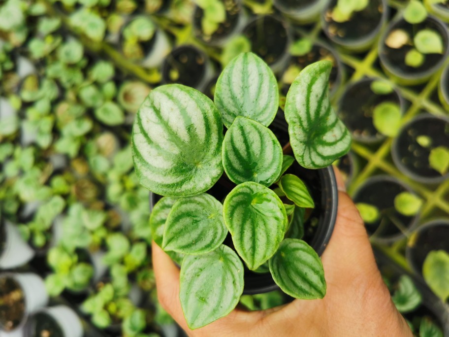 西瓜皮盆栽西瓜皮椒草绿植桌面盆室内净化空气美观后面图是实物图-图2