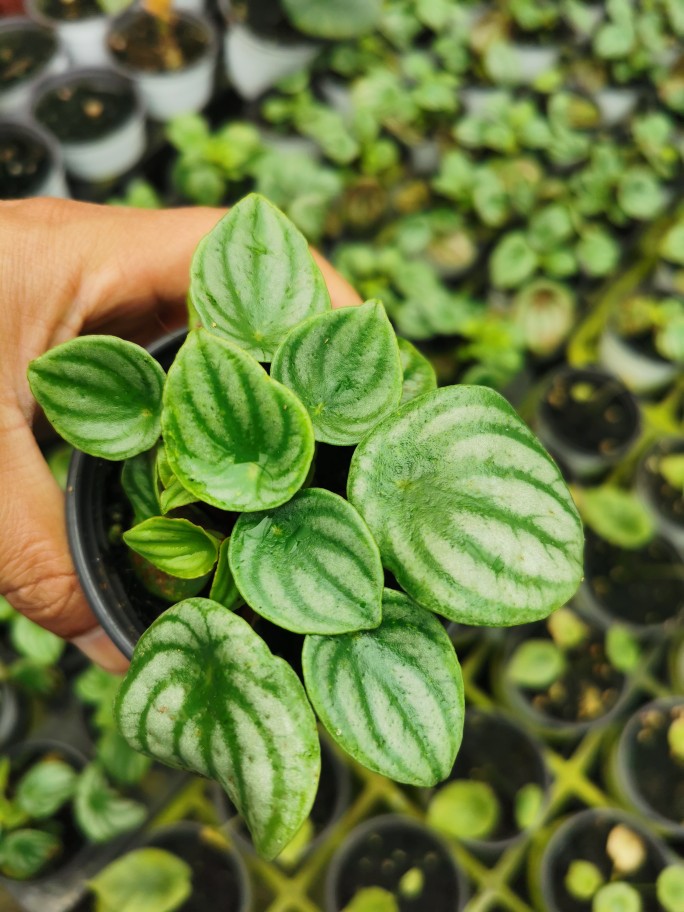 西瓜皮盆栽西瓜皮椒草绿植桌面盆室内净化空气美观后面图是实物图-图0