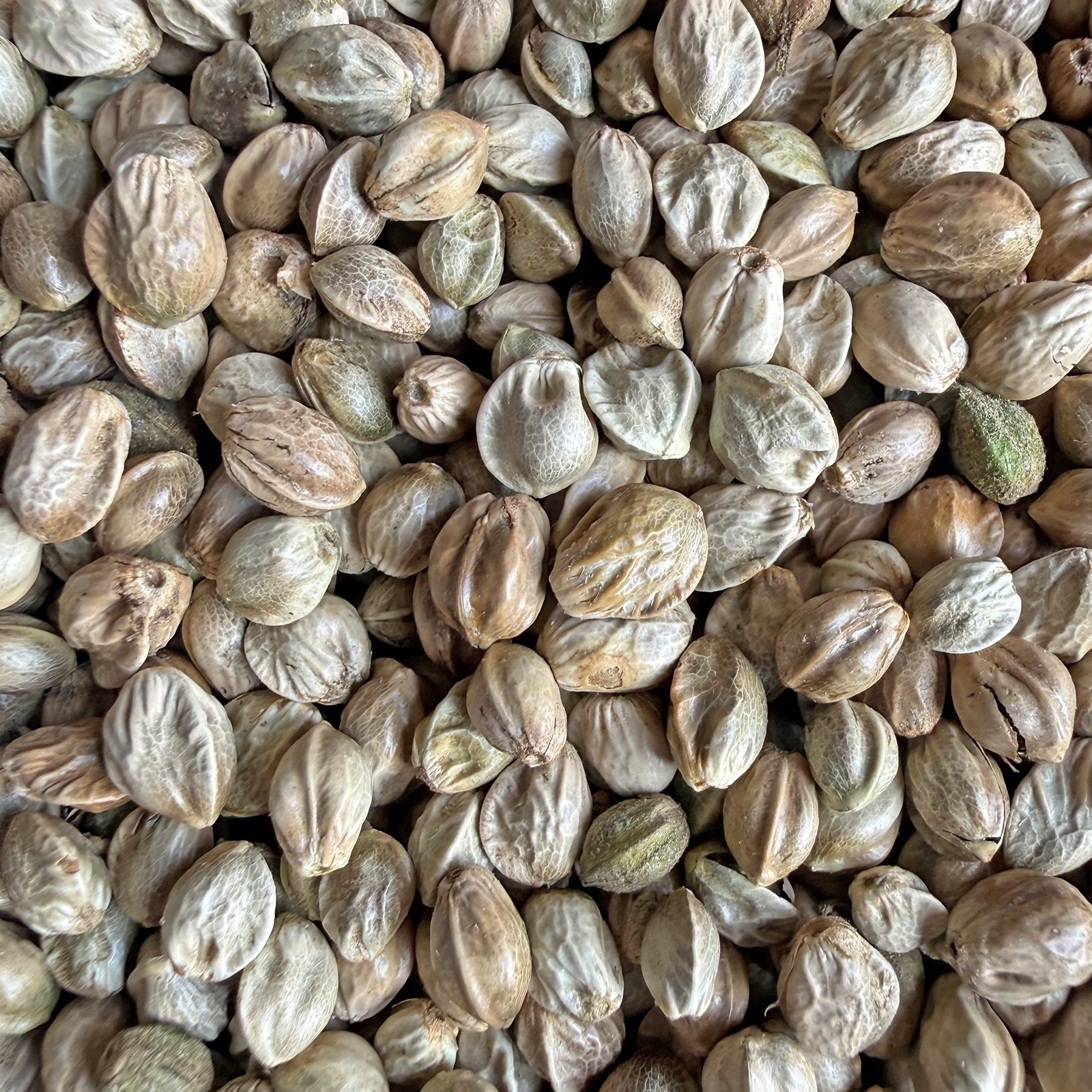 麻子 麻籽 火麻仁 鹦鹉鸟食鸟粮饲料仓鼠粮鸽粮 小太阳和尚线麻子 - 图3