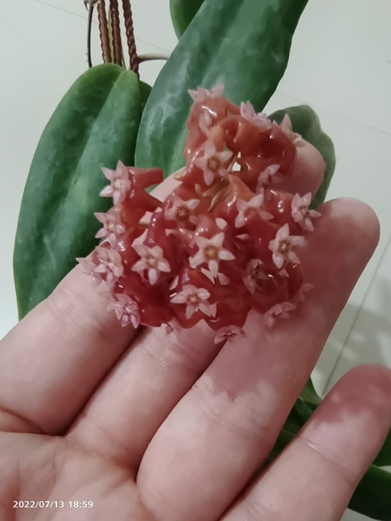 室内攀爬绿植火红球兰Hoya ilagiorum大苗球兰当年开花-图0