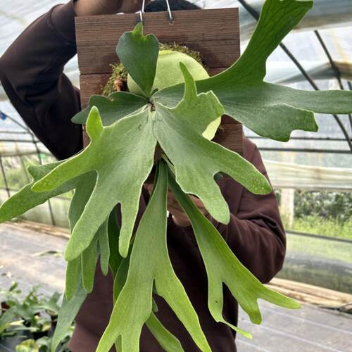女王鹿角蕨板植何其美象耳马圆鹿角蕨热植推荐挂板鹿角蕨板植成品 - 图2