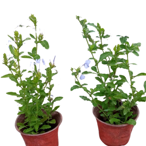 蓝雪花盆栽苗草本花卉庭院阳台耐热四季好养净化空气多年生植物 - 图3