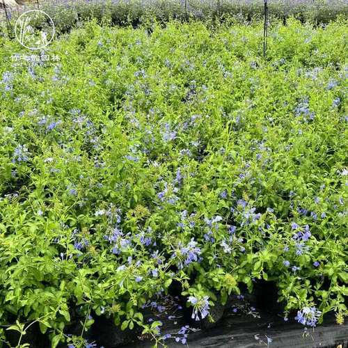蓝雪花盆栽苗草本花卉庭院阳台耐热四季好养净化空气多年生植物 - 图1