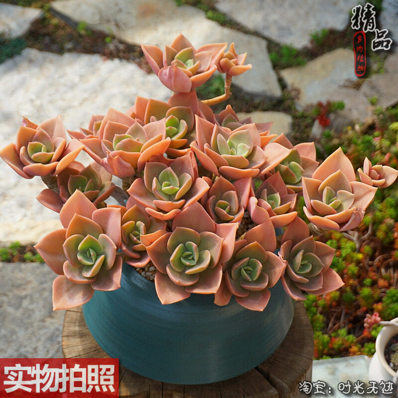 赫氏木质超粗超大群生造型老桩整桩一物一拍露养控养老昆多肉植物