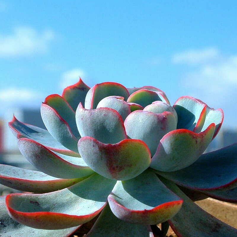 A号链接 每天直播 控养多年老桩多肉植物所见即所得 老昆多肉包邮 - 图0