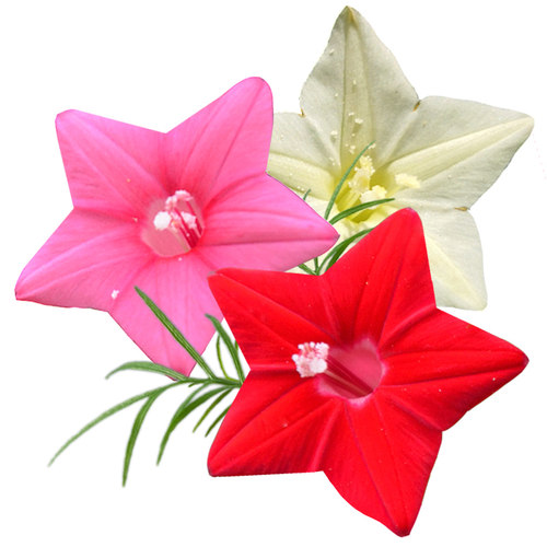 羽叶茑萝 五角星花粉白红援爬藤庭院阳台遮阴盆栽春播花卉种子籽 - 图3