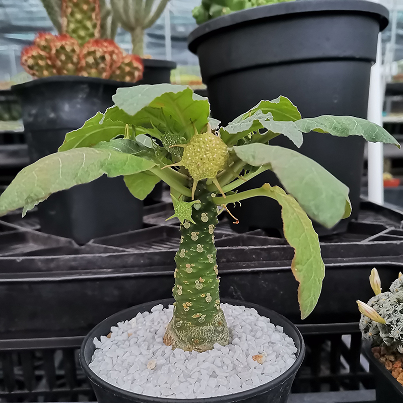 台湾绵叶琉桑好养植物一物一拍奇趣室内趣味多肉盆栽稀有品种块根-图1