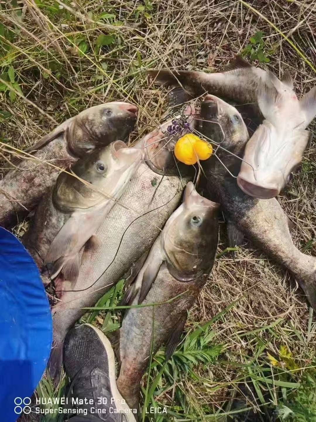 草莓味大头喷一喷鲢鳙小药添加剂大头白鲢麻鲢胖头香精手杆抛竿用 - 图1