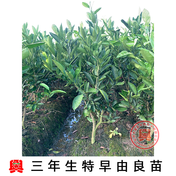 特早蜜桔 早熟由良苗 柑橘苗 移植苗蜜桔果树苗 南方种植新品种 - 图3