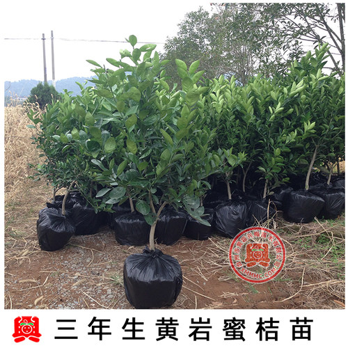 3年生嫁接移植苗正宗黄岩蜜橘涌泉蜜桔宫川 移植苗 - 图0