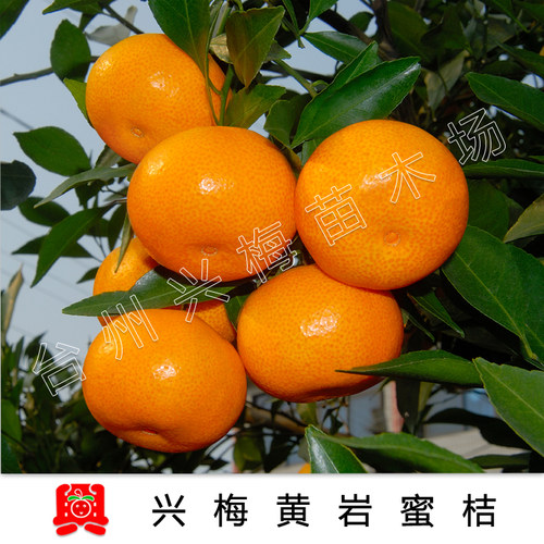 3年生嫁接移植苗正宗黄岩蜜橘涌泉蜜桔宫川 移植苗 - 图2