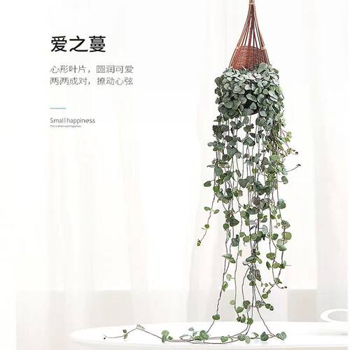 佛珠情人泪多肉植物吊兰爱之蔓长藤垂吊好养吊兰室内绿植防辐射 - 图1