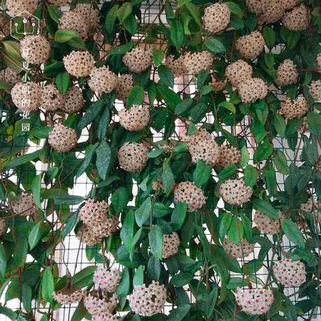 夏夏小姐的花园 球兰盆栽花苗室内阳台耐荫攀爬