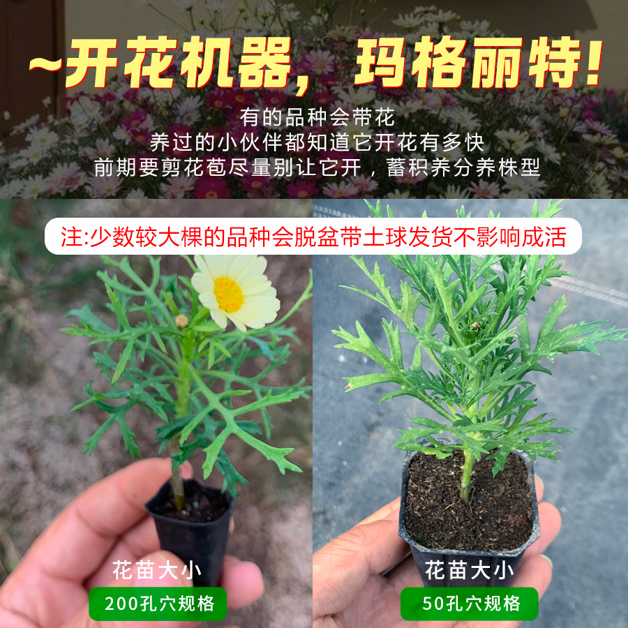 玛格丽特四季种开花阳台盆栽花苗花卉庭院室内室外好养易活的植物-图0