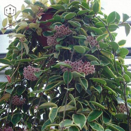 夏夏小姐的花园 球兰盆栽花苗室内阳台耐荫攀爬