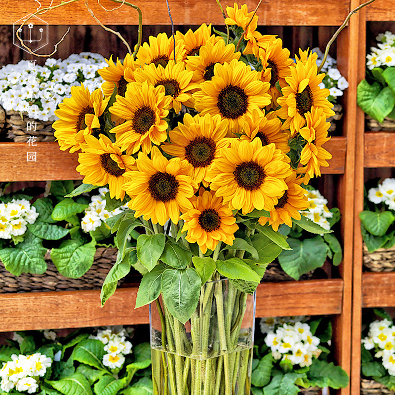 家庭园艺种子 日本sakata 文森特 富阳切花向日葵进口花种子高杆无花粉室内易活 夏夏小姐的花园优惠券 淘邻