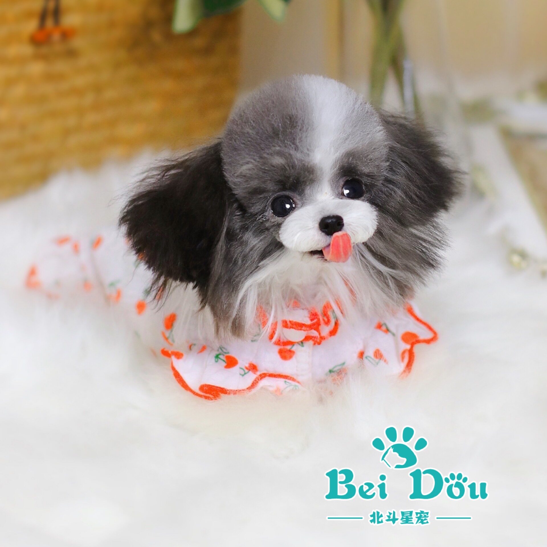 北斗种犬秀 花色泰迪犬宠物狗成年花花给大家问好灰白花哦