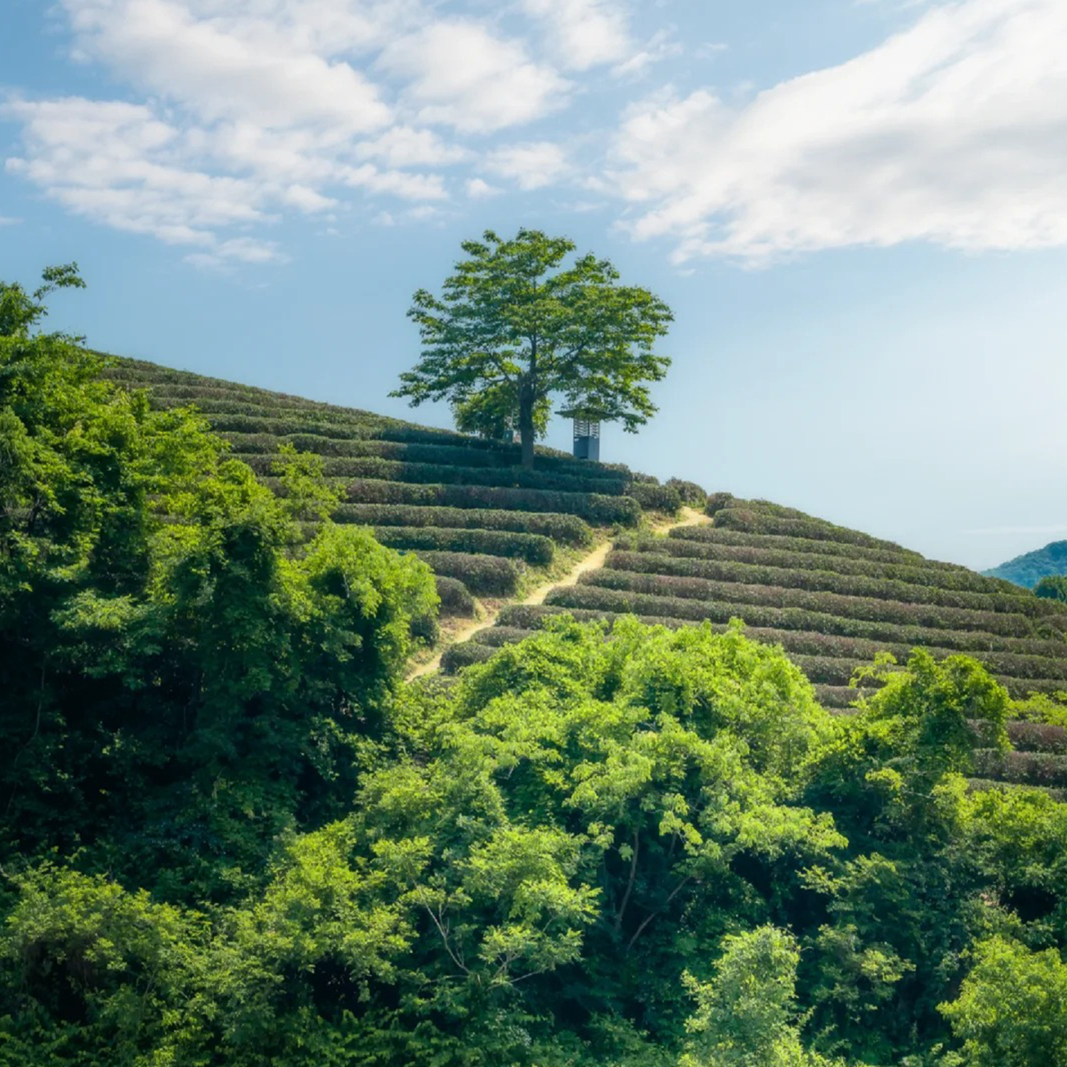 杭州西湖+南浔+灵隐飞来峰+乌镇3日跟团游/龙坞茶园旅拍/灵隐祈福 - 图3