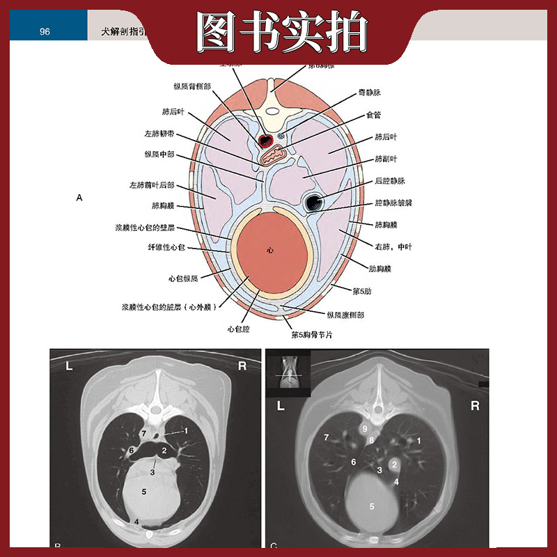 犬解剖指引第8版第八版犬解剖彩色图谱简体中文版霍华德·E.埃文斯李剑主译河北科学技术出版社-图3