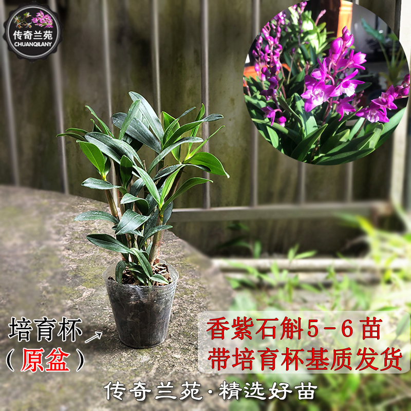 澳洲香水石斛紫花 带盆栽好新鲜苗 兰花绿植比铁皮石斛好养包邮