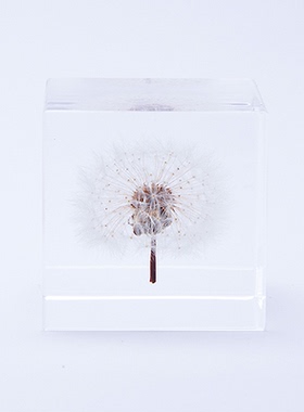 solacube蒲公英小众风植物标本