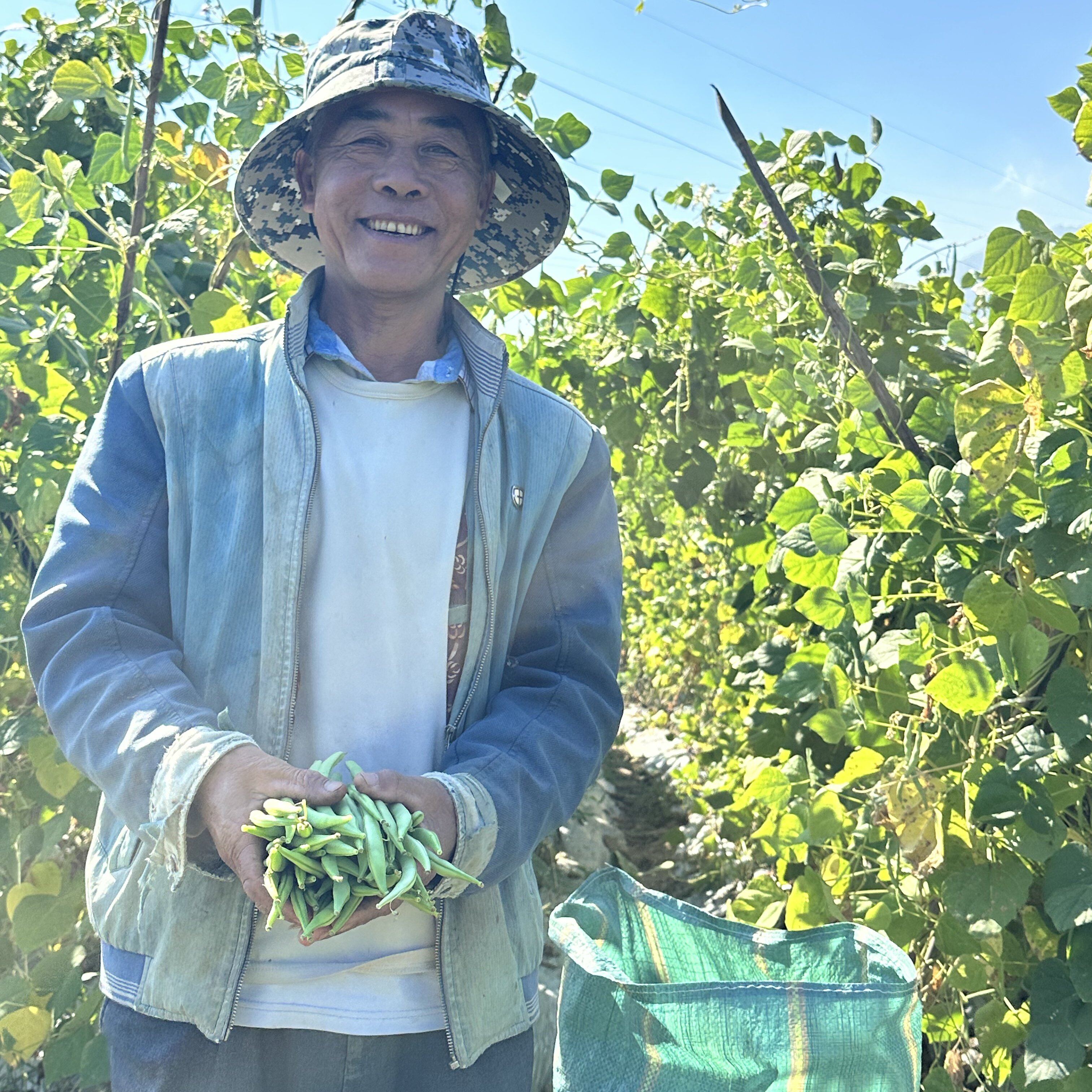 云南四季豆新鲜现摘油豆角露天无筋嫩豇豆应季农家时令蔬菜,淘宝优惠券,粉丝福利购,淘宝优惠卷