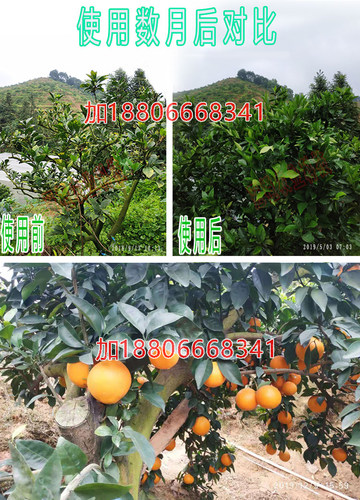 脐橙黄龙病化症蓝白色胶囊打针泰国42进口盐酸四环素打沙糖桔橙子 - 图0