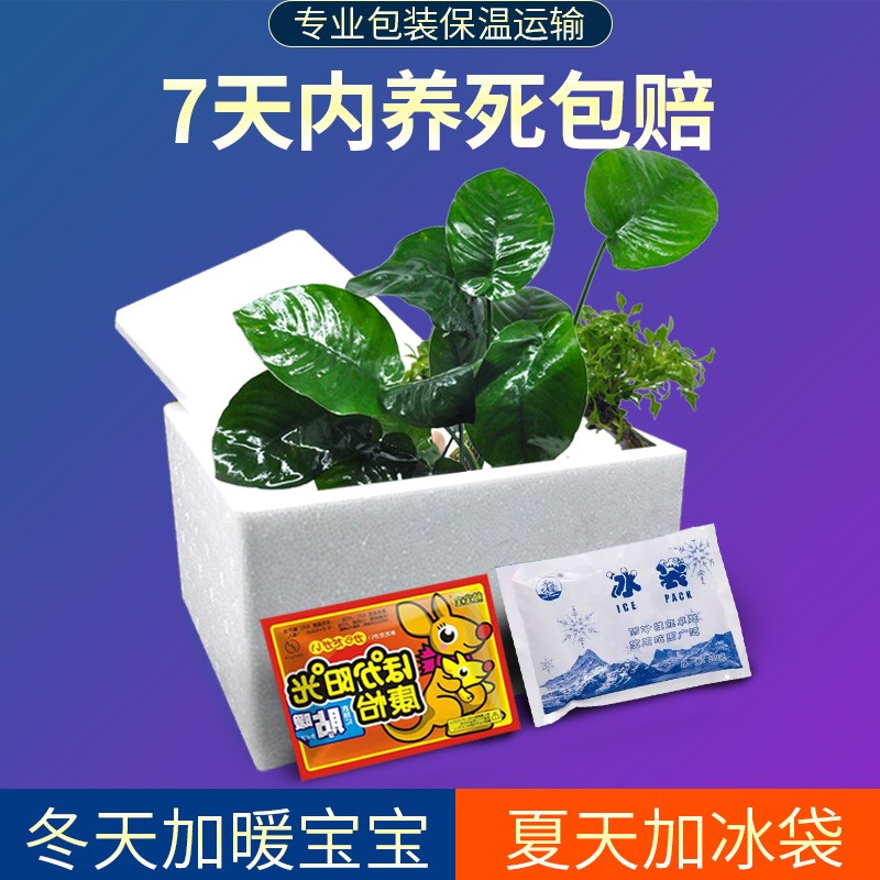 水榕水草植物鱼缸造景阴性淡水懒人活体大叶榕黄金迷你榕沉木真草 - 图0