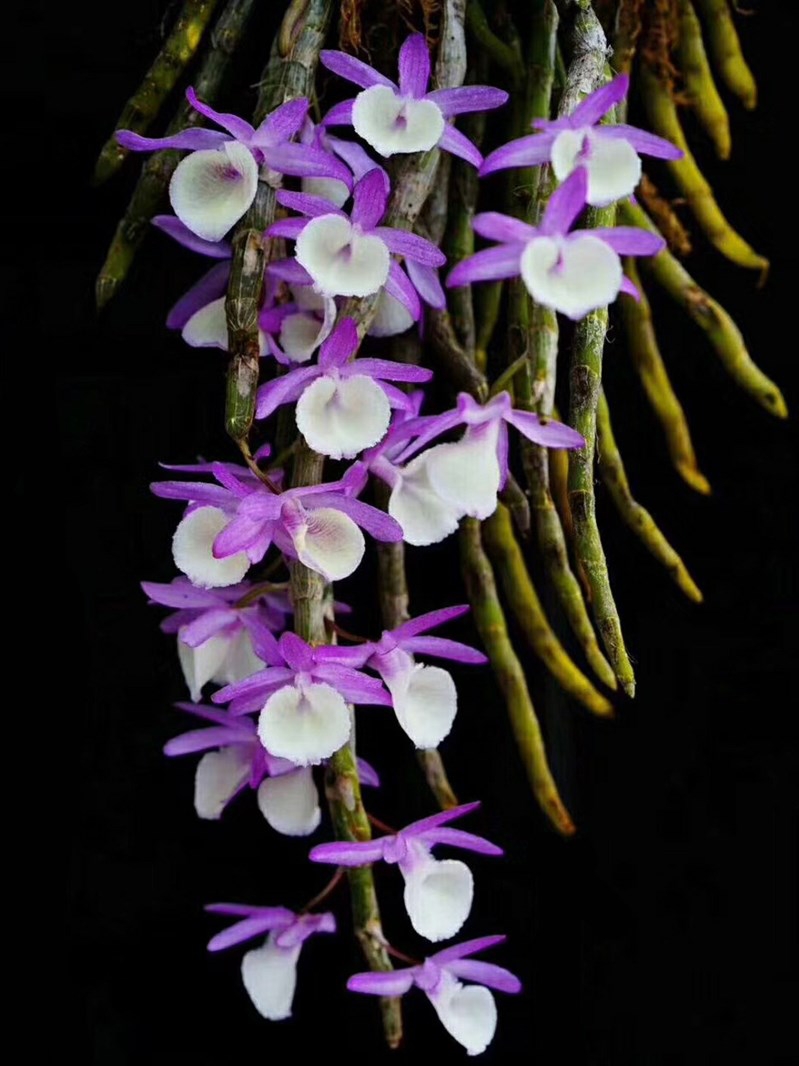 （带新芽）报春石斛浓香花粉色花卉绿植盆栽板植观赏附生兰吊养兰