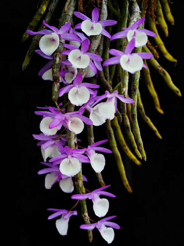 （带新芽）报春石斛 浓香花粉色 花卉板植观赏 附生兰吊养 石斛兰 - 图1