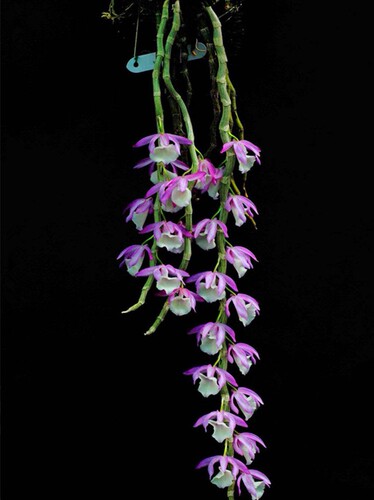 （带新芽）报春石斛 浓香花粉色 花卉板植观赏 附生兰吊养 石斛兰 - 图0