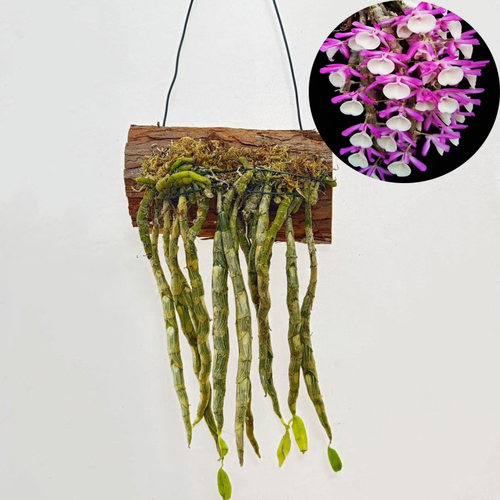（带新芽）报春石斛 浓香花粉色 花卉板植观赏 附生兰吊养 石斛兰 - 图2