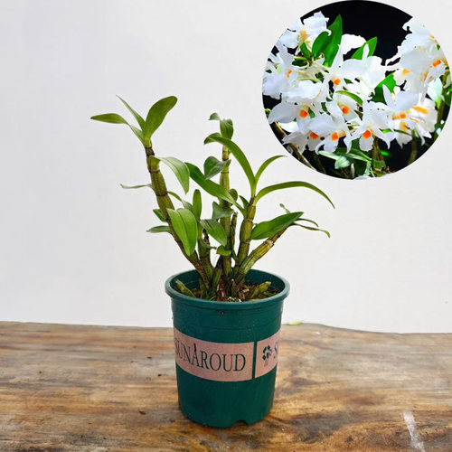 （带塑料盆）稀有大花美丽石斛 纯白色 花洁白无瑕干净黑毛类洋兰 - 图2