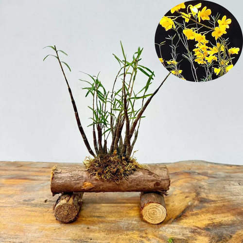 姬竹叶石斛 盆景观赏杈枝细叶石斛兰附生吊兰花卉 绿植盆栽 包邮 - 图3