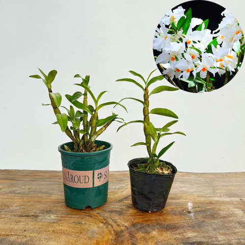 （带塑料盆）稀有大花美丽石斛 纯白色 花洁白无瑕干净黑毛类洋兰 - 图0