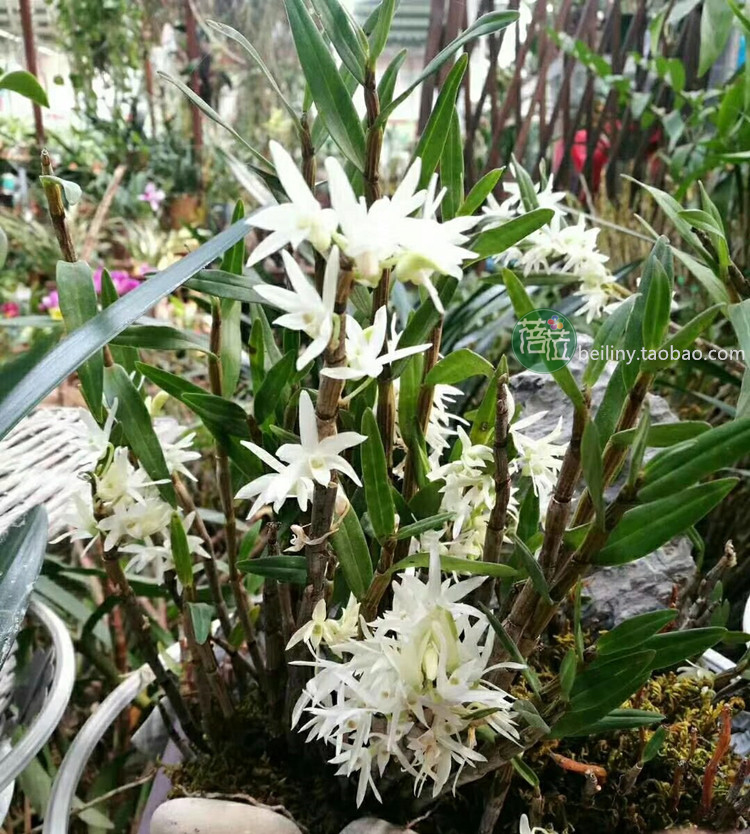 清香铜皮石斛白色细茎石斛吊兰花盆景绿植味似茉莉花香吊洋兰花-图1