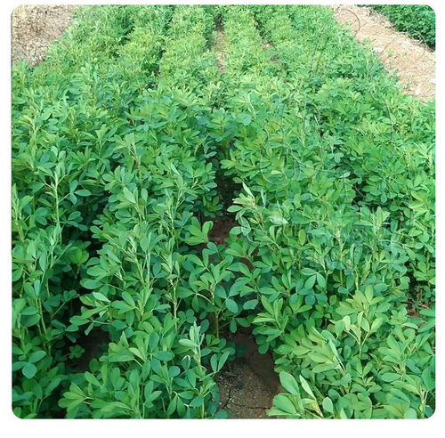 2026年 优质紫花兔草牧草 兔粮 毛重1000克 苜蓿草 龙猫兔子豚鼠 - 图2