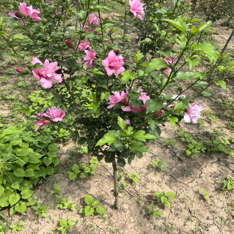 棒棒糖木槿花盆栽重瓣粉红色阳台庭院花树当年开花粉红雪纺木槿苗-图2